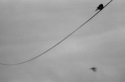 Bird on the Wire.