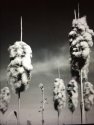 Cat-tails