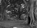 Among Giants