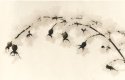 Rose hips, hoarfrost