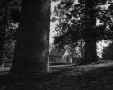 Pine trees and Church