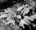 Ferns