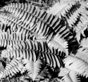 Fern Crop