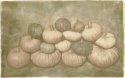 Pumpkin Harvest 1