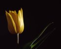 Another tulip