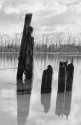 Pitt River Stumps