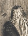 Memento Mori - Sharp-shinned Hawk