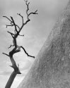 Tree, Uluru, Australia