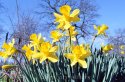 Daffodils Ektar100plain-