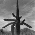 Saguaro Natl Pk.1