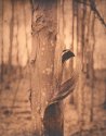Peeling Bark