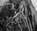 On Shoulders of Giants 1