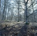 beech trees