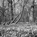 Wood Anemones_