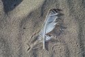 Feathered
