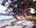 Trees On The Beach