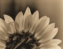 Sunflower lith