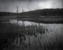 Marsh - Dry Plate