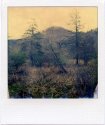 Leaning Pine