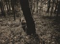 Spring Woods