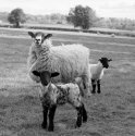 Sheep Sheep Sheep