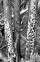 Burnt Trees