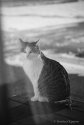 Shiny_Cat