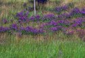 Colorful Hillside