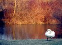 Swan by the River