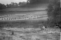 Amish Farmland