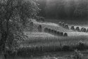 Amish Harvest