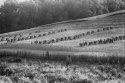 Amish Harvest II