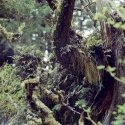 Cape Lookout, Ferns, Moss, Trunk
