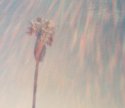 Pinhole Glare-1