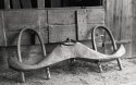 Ox Yoke