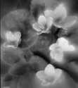 African Violets
