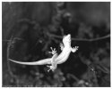 Gecko