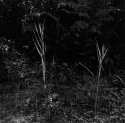 Quabbin Grass