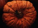 Squash from the Maze