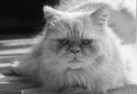 Muffy-1