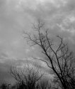 Naked Branch-1