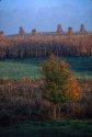 Early Morning Amish Field