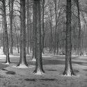 Frozen Forest