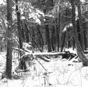 Winter Wonderland