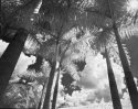 Palms 2