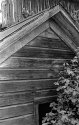 Blackberries Swallowing Barn