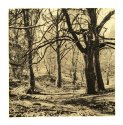 dancing trees #2