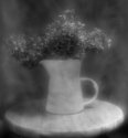 Flower with pitcher