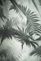 Fern fronds, negative