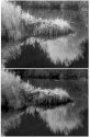 HIE & Rollei IR Comparison